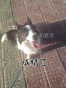 二狗shib