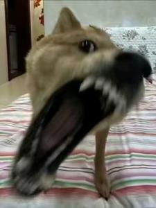 富贵险中求百度百科